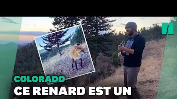 Ce musicien du Colorado donne un concert privé à un renard mélomane