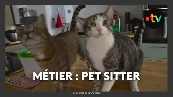 Métier : Pet sitter