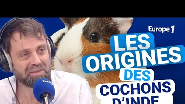 Les origines des cochons d'inde avec David Castello-Lopes