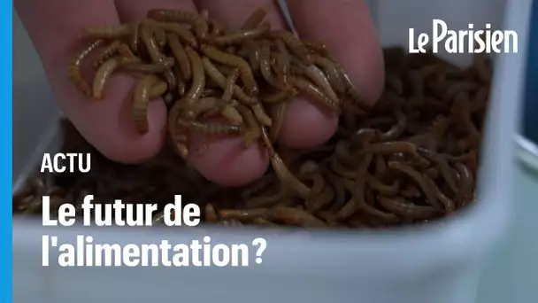 «Sans goût mais pleine de protéines» :  la farine de larves de scarabée bientôt dans certains