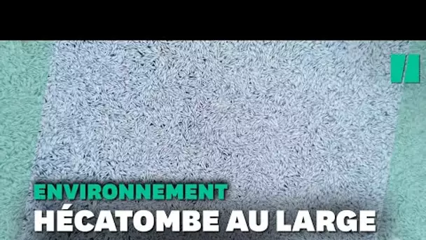 La mort des poissons dans le golfe de Gascogne due à un filet brisé