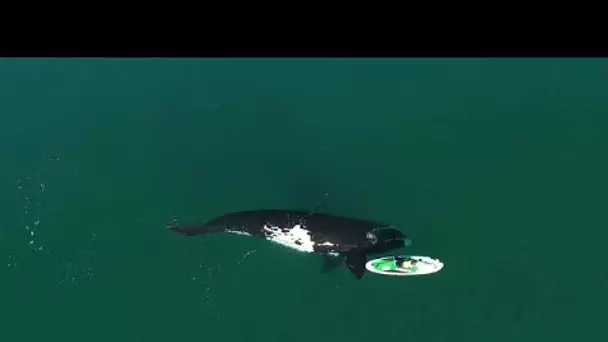 La vidéo spectaculaire d'une baleine jouant avec un paddle