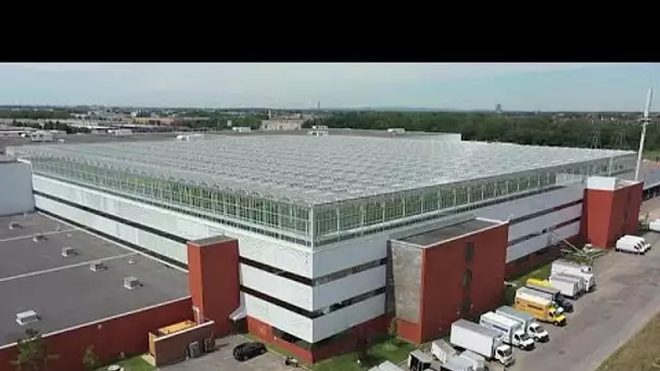 Aubergines et tomates bio prennent de la hauteur sur les toits de Montréal