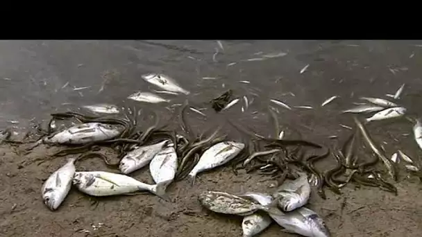 Espagne : des centaines de poissons morts stagnent à la surface de la Mar Menor