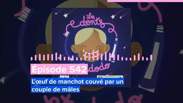 Épisode 542 : L’œuf manchot couvé par un couple de mâles