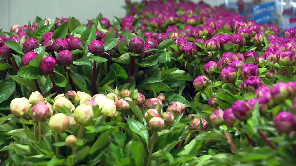 Mauguio : après le muguet, la pivoine du 1er mai, un fleur symbole de fidélité