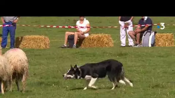 Béarn: les chiens de berger indispensables au troupeaux