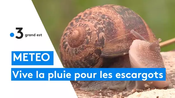 L'été pluvieux fait le bonheur des producteurs d'escargots