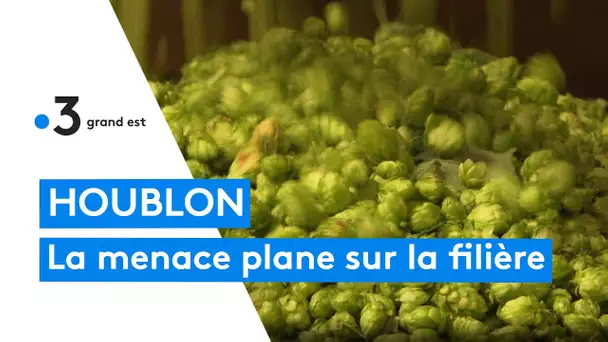 Préserver la production de houblon, essentielle pour les brasseries locales