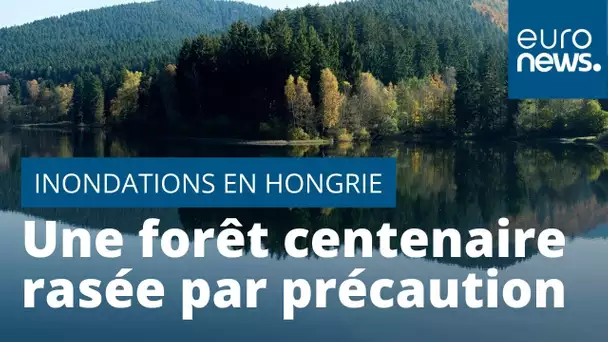 En Hongrie, une forêt centenaire et protégée rasée pour éviter les inondations