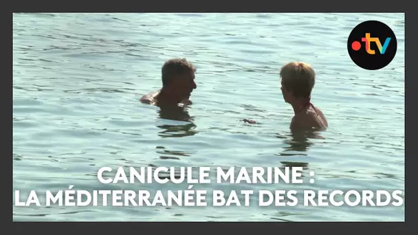 La Méditerranée se réchauffe et les organismes marins souffrent