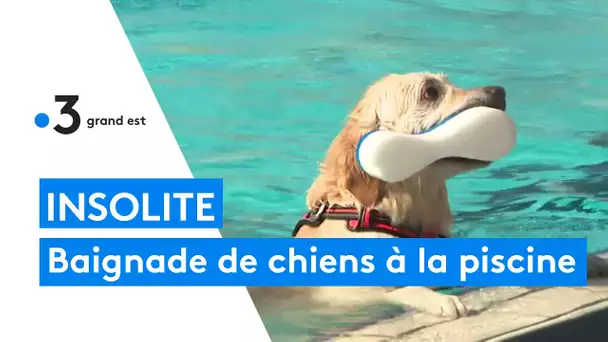 Insolite : baignade réservée aux chiens Golden retriever à la piscine de Freyming-Merlebach