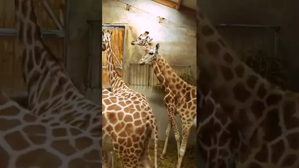 Naissance d’une girafe, c’est tout une orga’