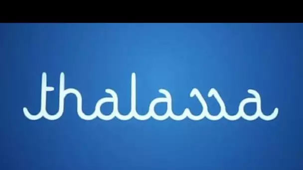 Thalassa fait son retour le dimanche après-midi sur France 3