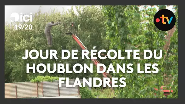 La saison des récoltes du houblon est ouverte dans les Flandres