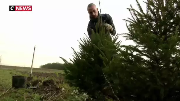 Dans le Nord, une initiative écologique pour faire revivre les sapins