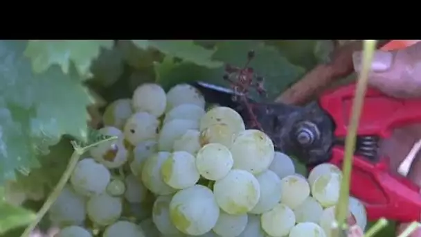 Vendanges : de plus en plus tôt