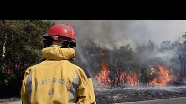 Incendies : comment les forêts brûlées vont-elles être reboisées ?