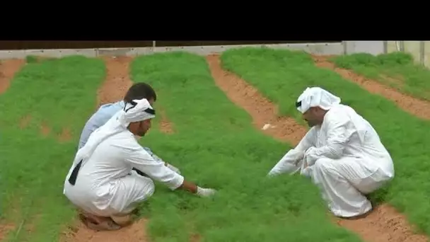 Au Moyen-Orient et en Afrique du nord, la technologie façonne le futur de l'agriculture