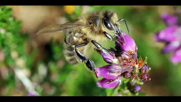 La solution : la campagne "faites du bruizzz" récolte des fonds au bénéfice des abeilles