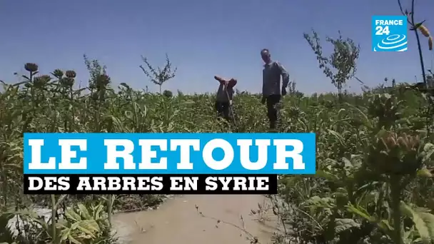 Le retour des arbres de Syrie