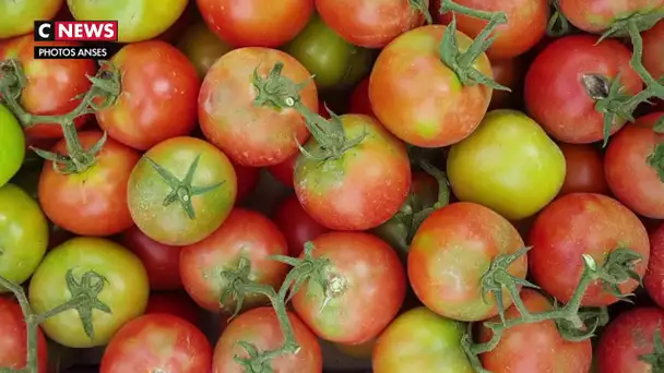 Virus de la tomate : premier cas détecté en France