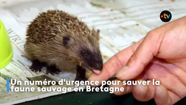 Un numéro d'urgence pour sauver la faune sauvage en Bretagne