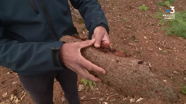 Sarthe : campagne abattage pour lutter contre l'insecte scolyte qui ravage les épicéas