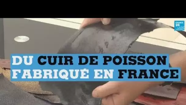 Un cuir venu de la mer ? Le pari de jeunes ingénieurs français