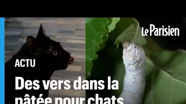 Taïwan : de la pâtée pour chat à base de vers