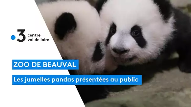 Au zoo de Beauval, les jumelles pandas ont été présentées aux visiteurs