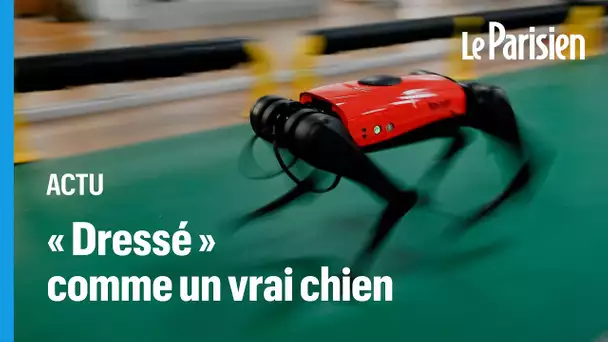 Une entreprise chinoise commercialise un chien-robot à destination des particuliers