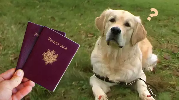 En Suisse, il faut un permis pour promener son chien !