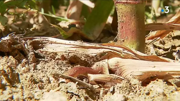 En Haute-Vienne, les restrictions d&#039;eau se font au cas par cas pour les agricultures