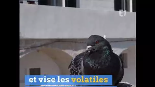 DANS LA SARTHE, LA VILLE DE SABLÉ A DÉCLARÉ LA GUERRE AUX PIGEONS