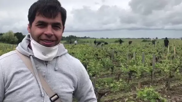 Agriculture : des réfugiés et jeunes précaires embauchés dans les champs