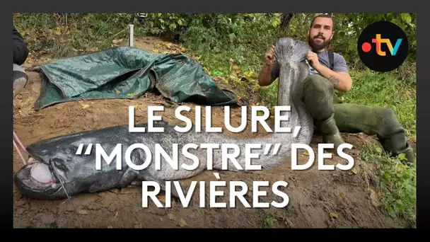 Pêche : le silure ce "monstre" des rivières