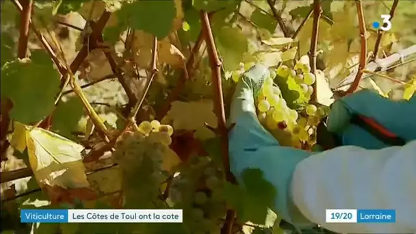 Début des vendanges dans le vignoble toulois et risque de pénurie chez les cavistes