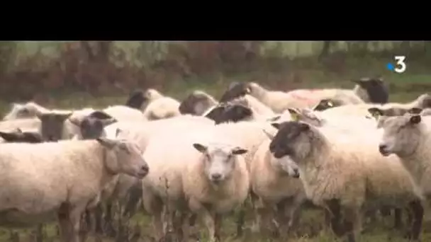 Le secteur ovin fragilisé depuis des années en Limousin