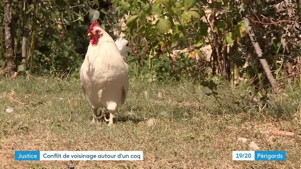 Un coq et des voisins en procès à Périgueux