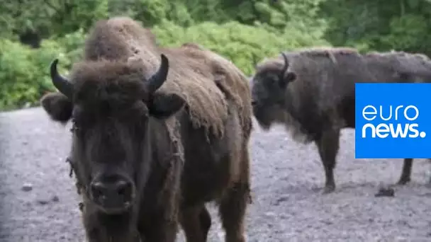 Des bisons réintroduits en Azerbaïdjan pour la sauvegarde de l'espèce