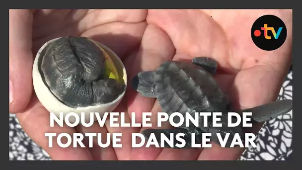 Nouvelle ponte de tortue à Saint-Raphaël dans le Var, c'est la première fois dans cette commune