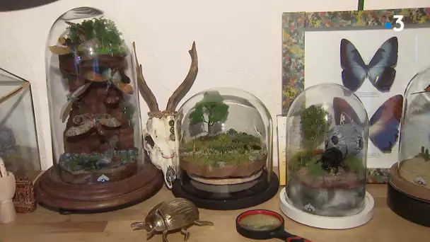 Clermont-Ferrand : l'univers miniature peuplé d'insectes de Guilbo