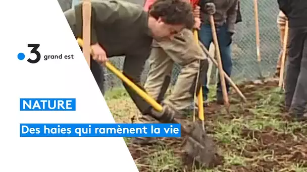 L'association Haies vives d'Alsace plante des milliers d'arbres fruitiers et de haies.