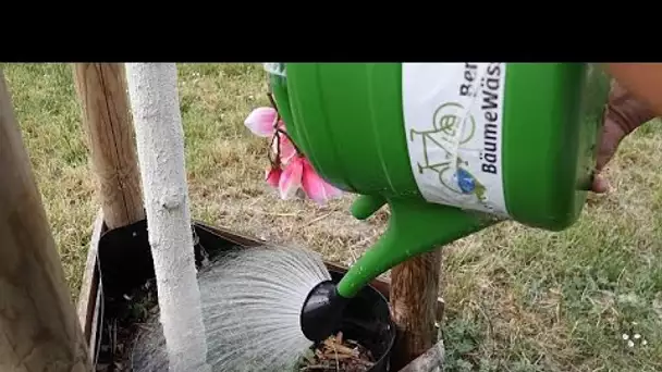 Pourquoi de nombreux arbres de Berlin risquent de ne pas survivre