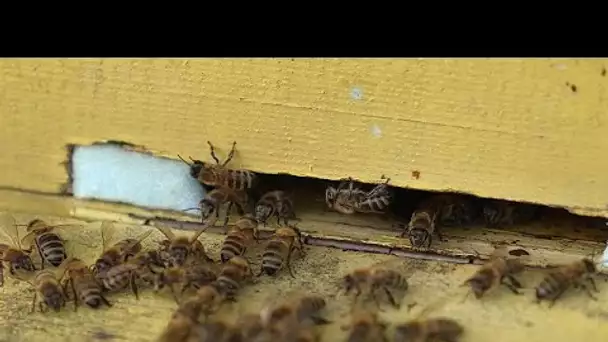 Les jalons d'une apiculture durable dans l'Union européenne