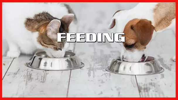 Stainless Steel Hanging Pet Bowls for Dogs and Cats- Cage, Kennel, and Crate Feeder Dish for Food