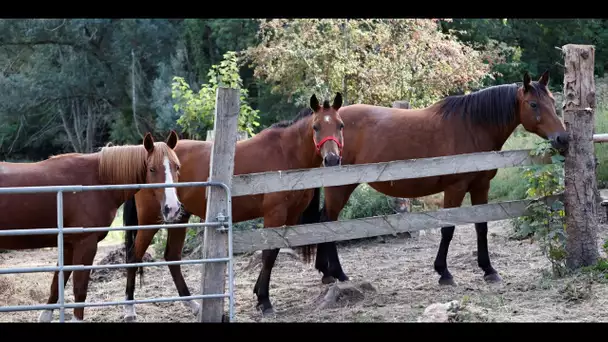 Chevaux mutilés : un bobard et des fantasmes