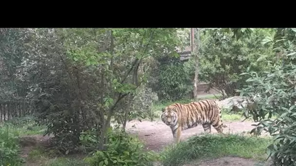 Covid-19 : au zoo d'Amnéville, les animaux profitent du calme du confinement