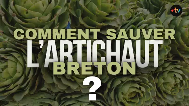 Question du jour. Comment sauver l'artichaut breton ?